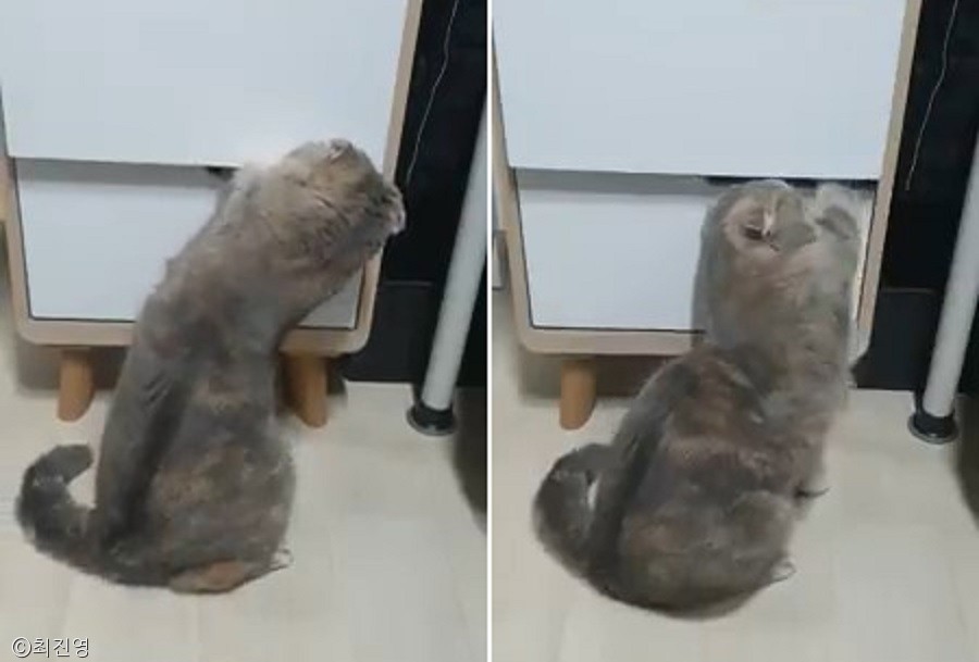노트펫
