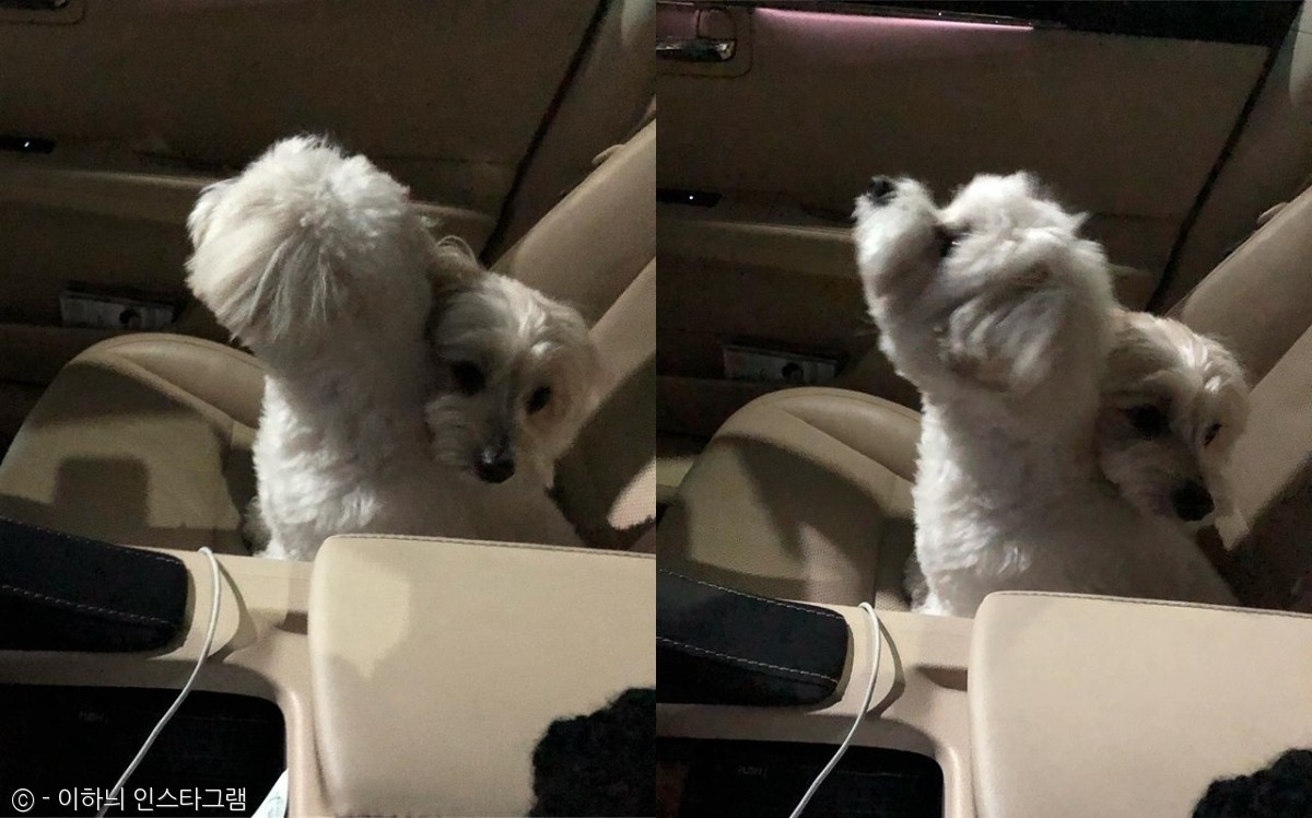 노트펫