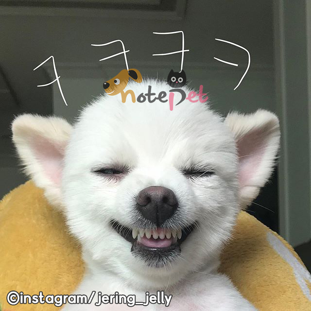 노트펫