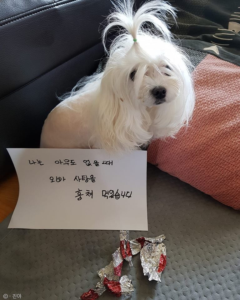 노트펫