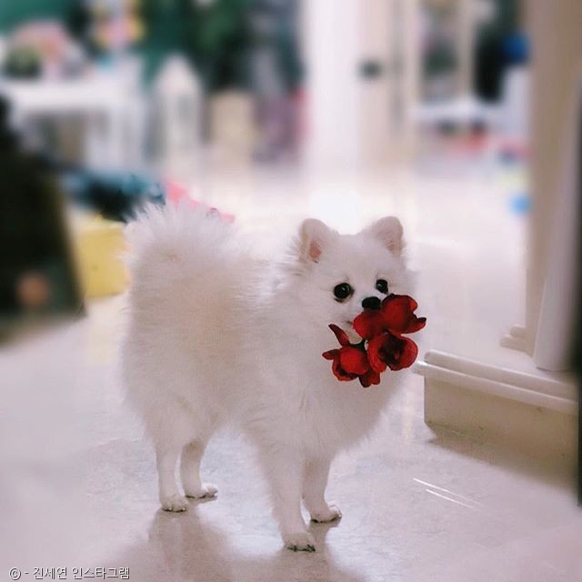 노트펫