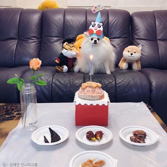 노트펫