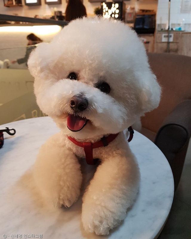 노트펫