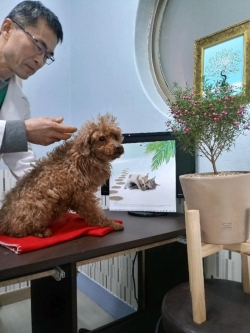 노트펫