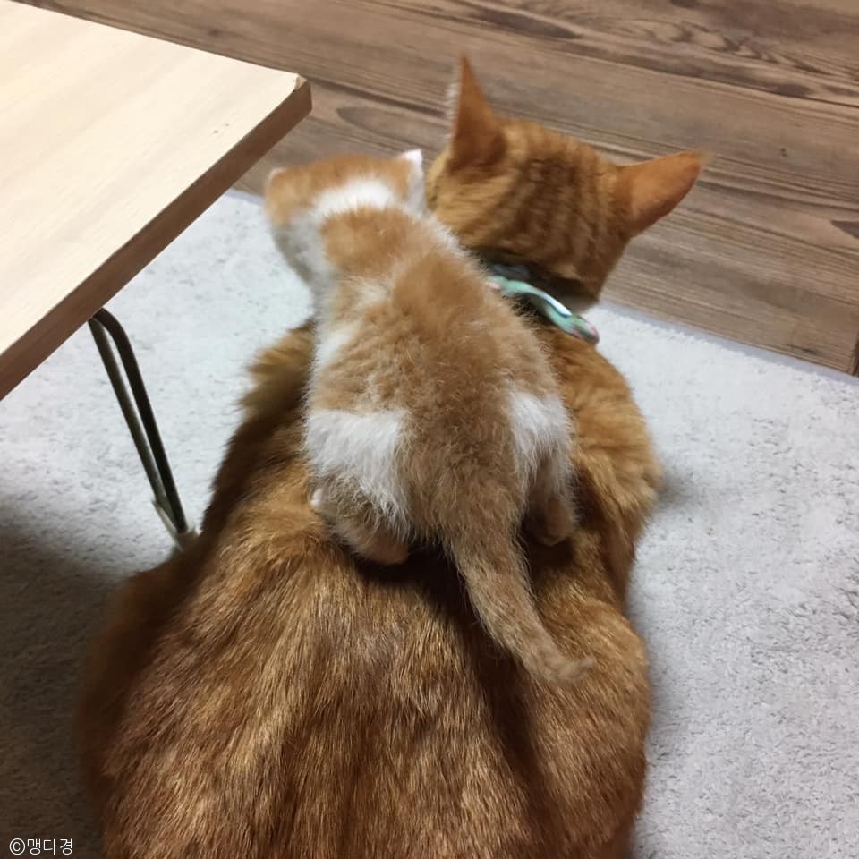 노트펫