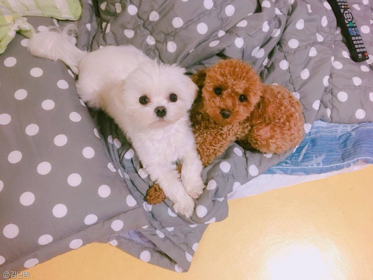 노트펫