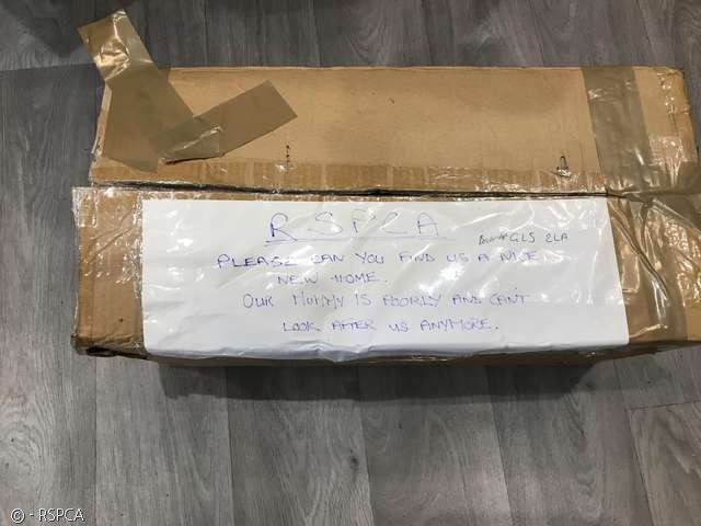 노트펫