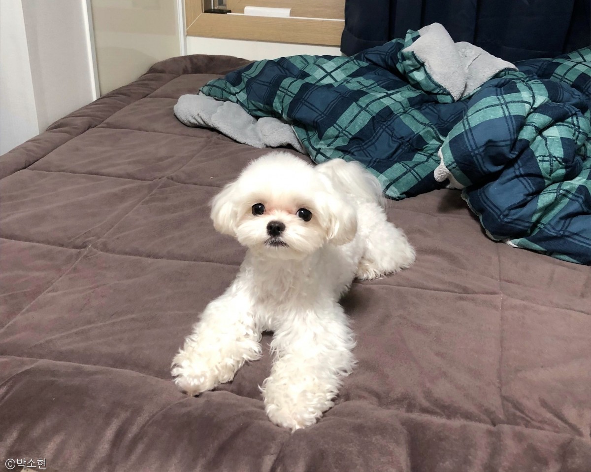노트펫