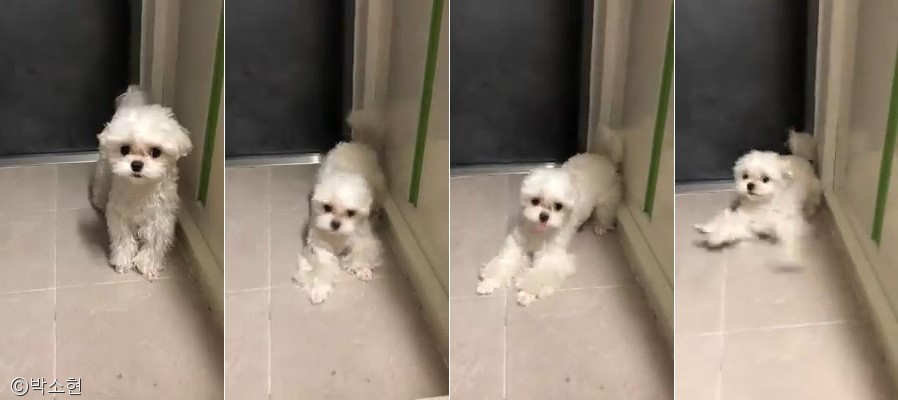 노트펫