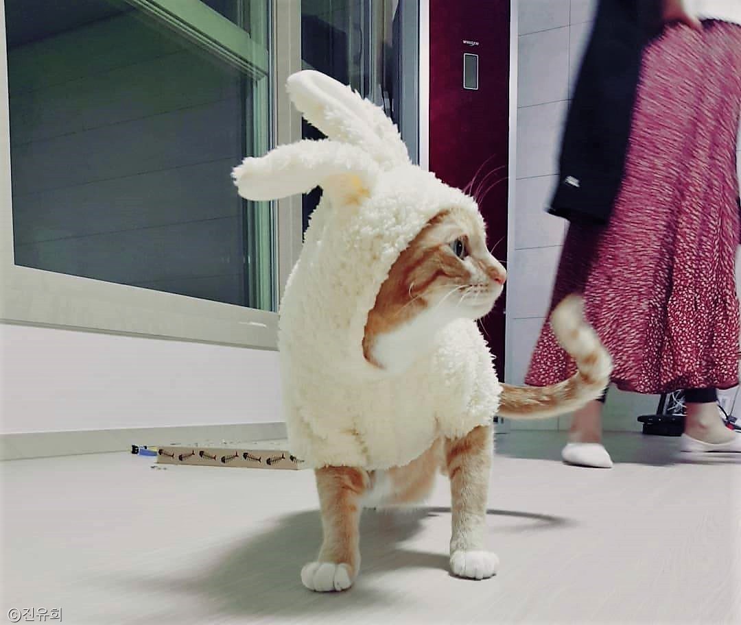 노트펫