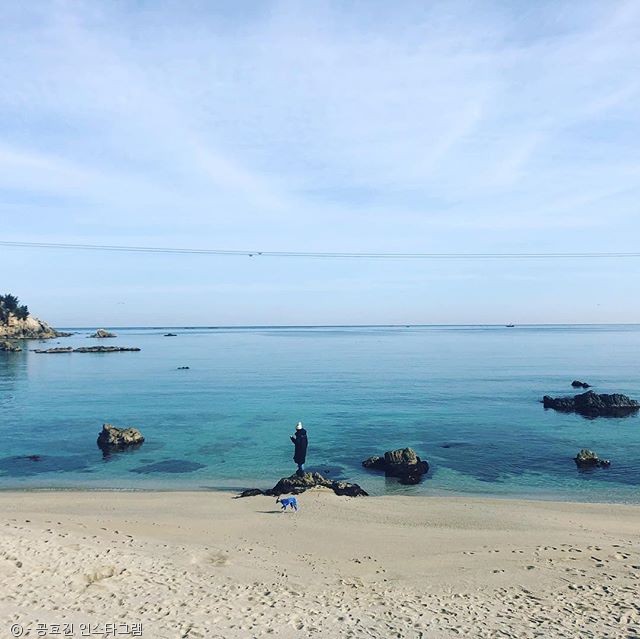노트펫