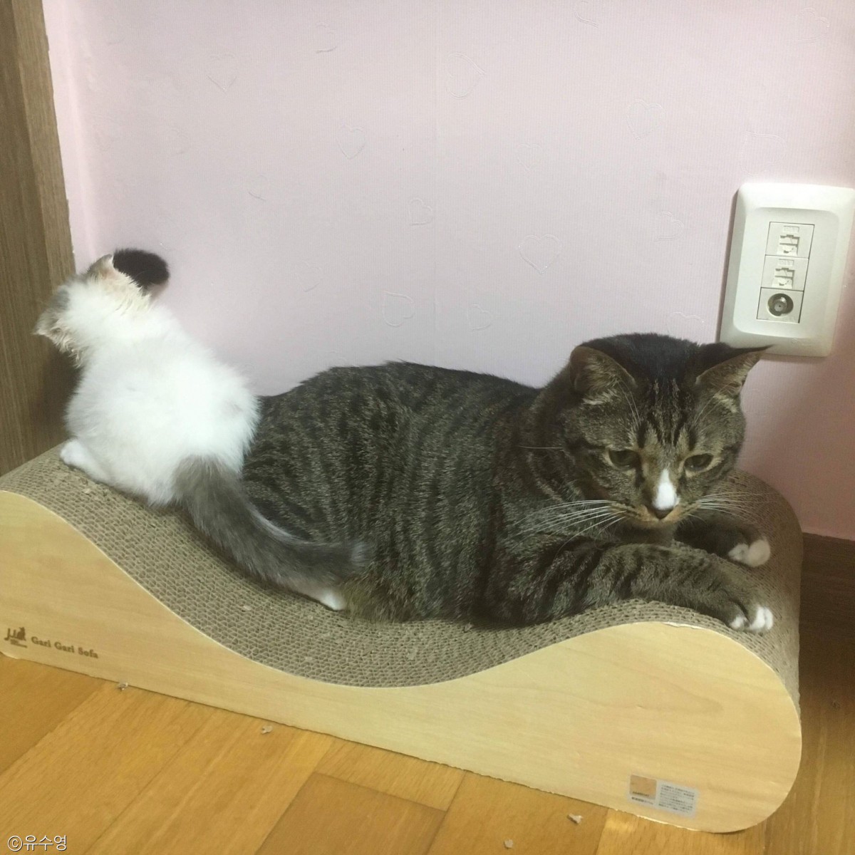 노트펫