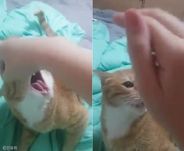 노트펫