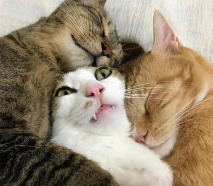 노트펫