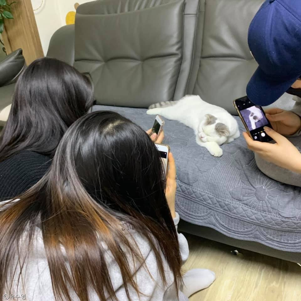 노트펫