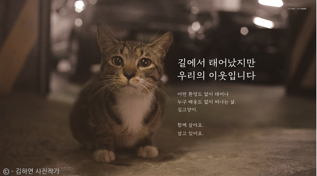 노트펫