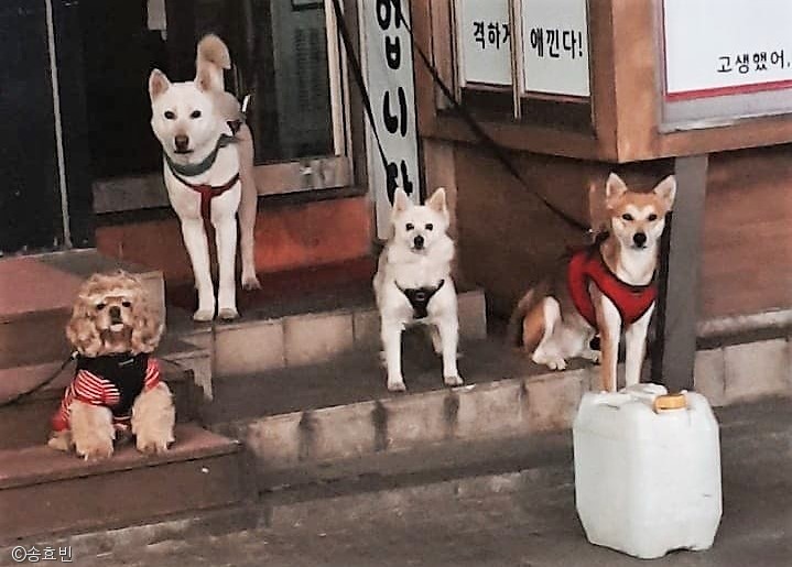 노트펫