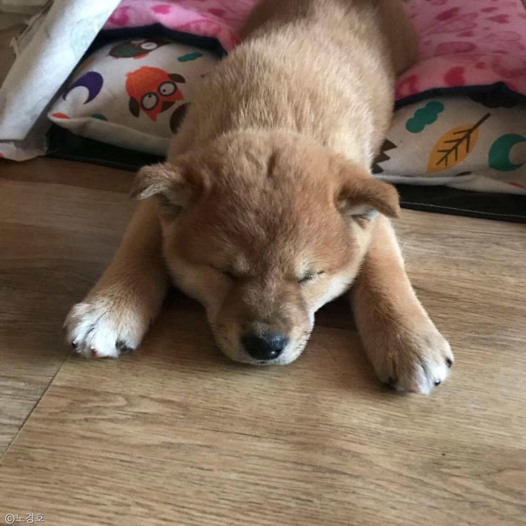 노트펫