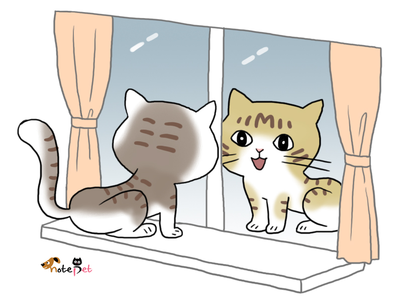 노트펫