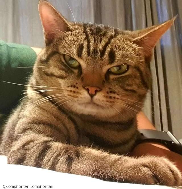 노트펫