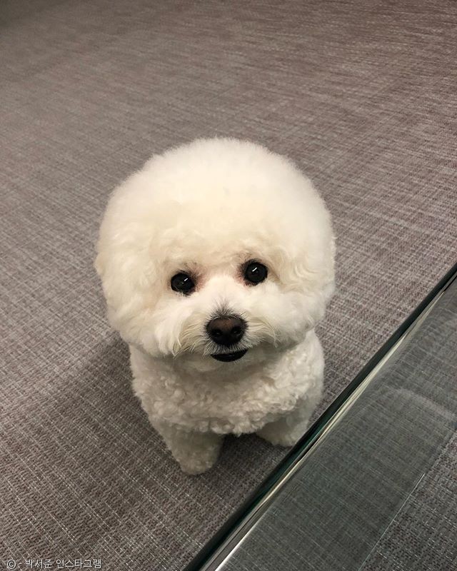 노트펫