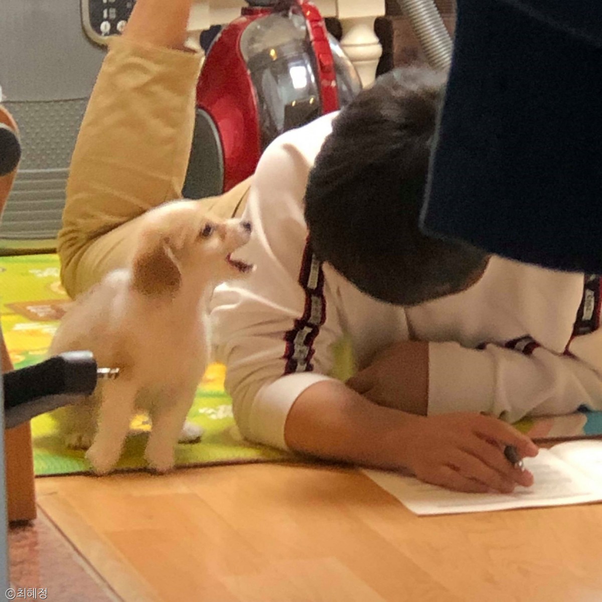 노트펫