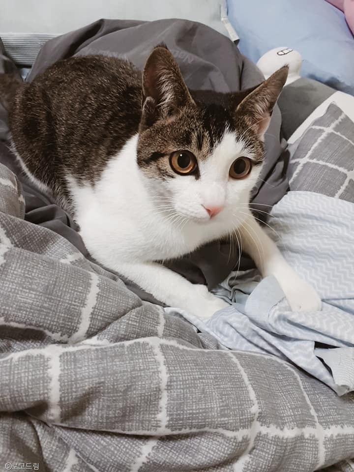 노트펫