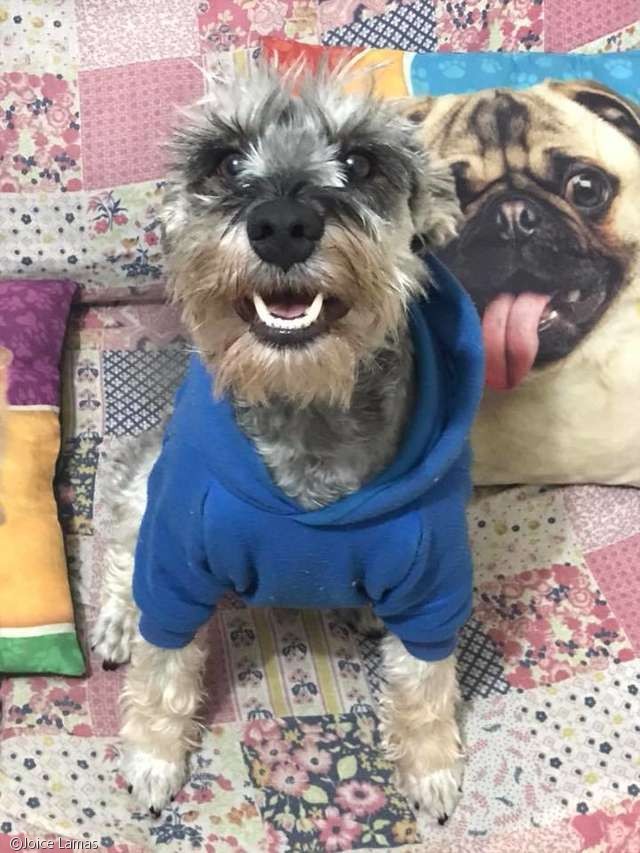 노트펫