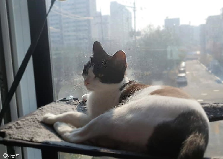노트펫