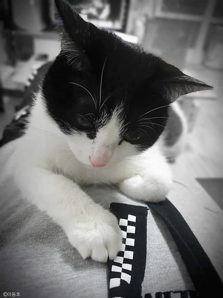 노트펫