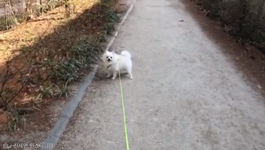 노트펫