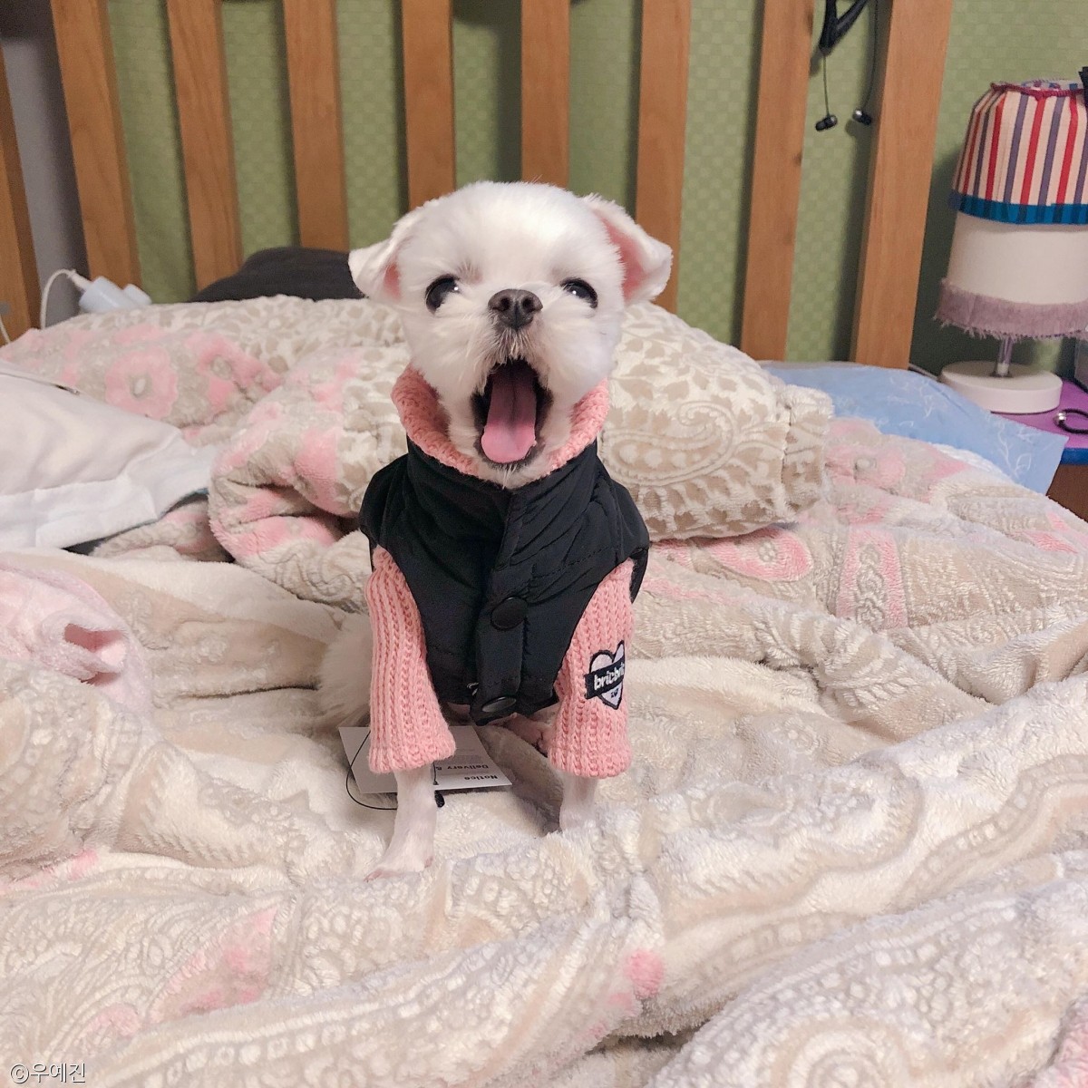 노트펫