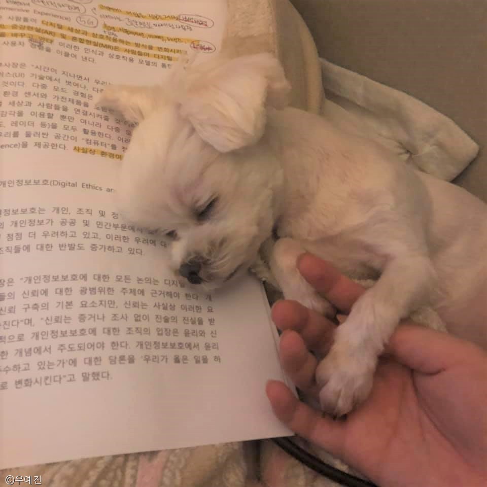 노트펫