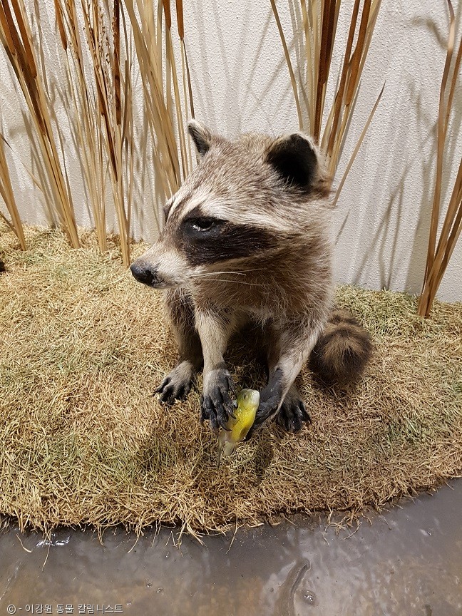 노트펫