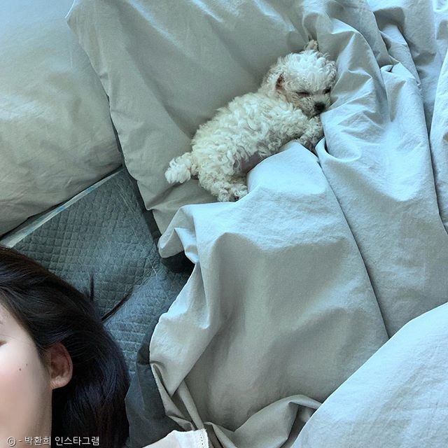 노트펫