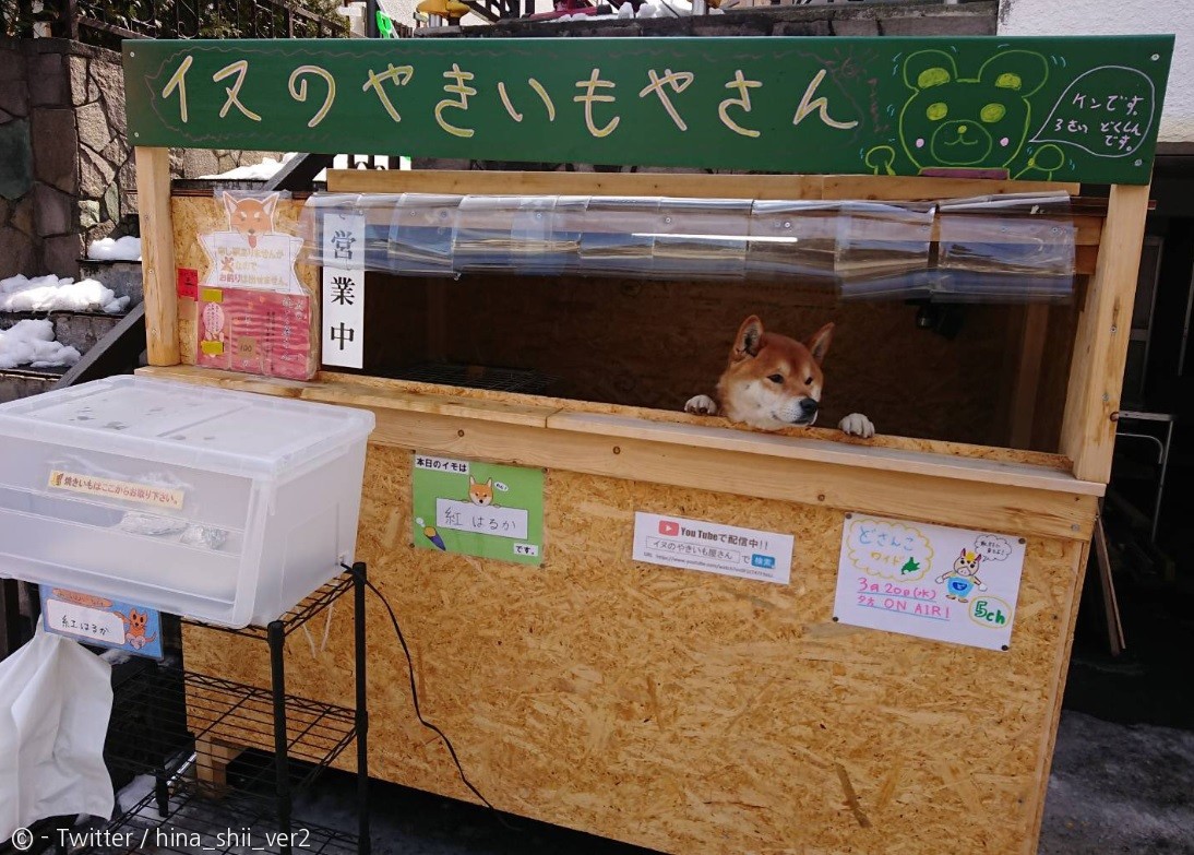 노트펫