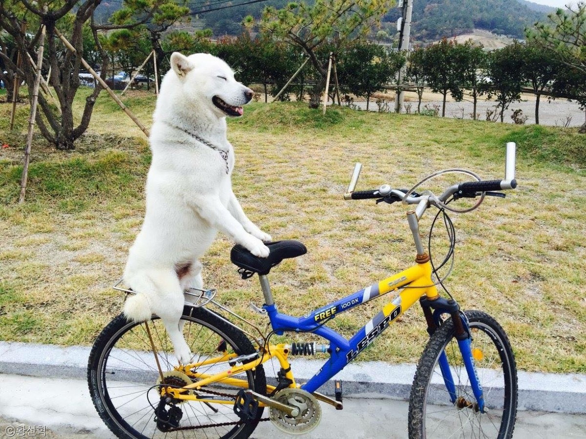 노트펫