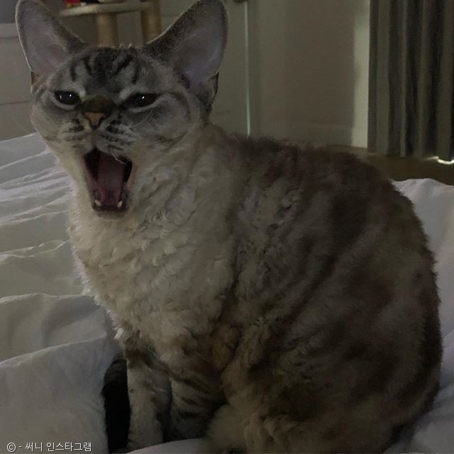 노트펫