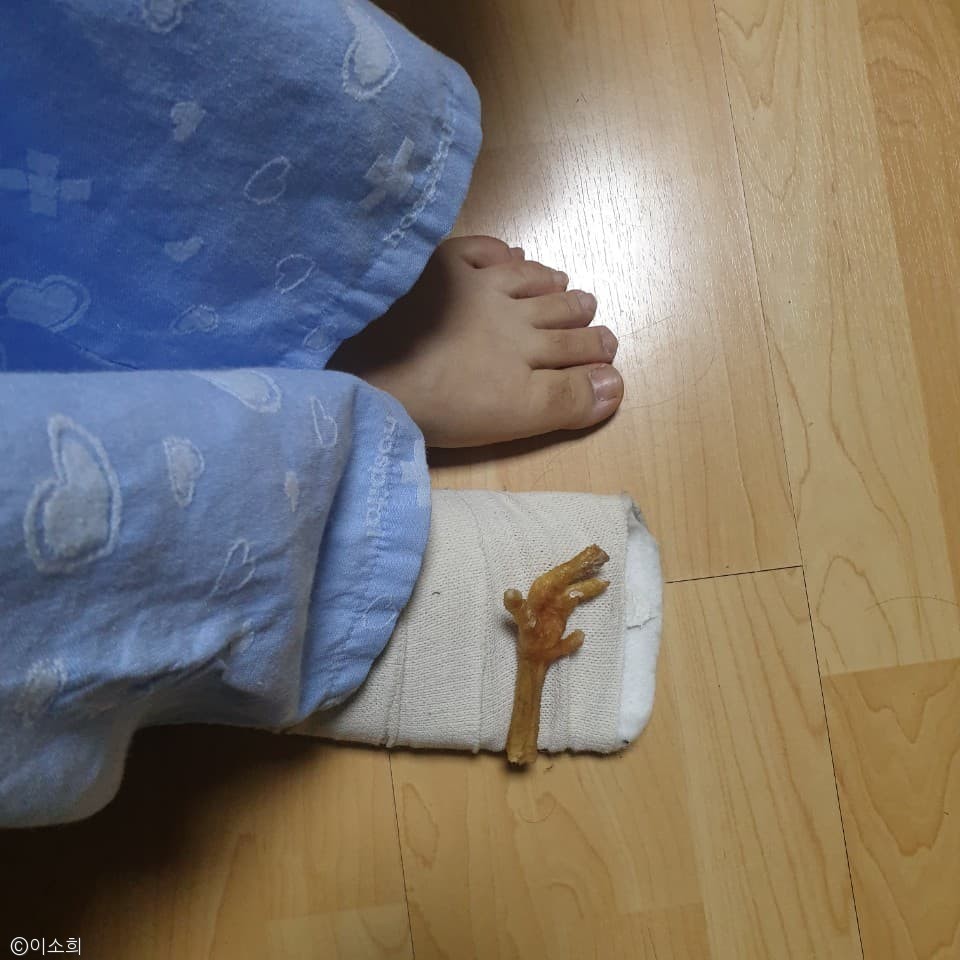 노트펫