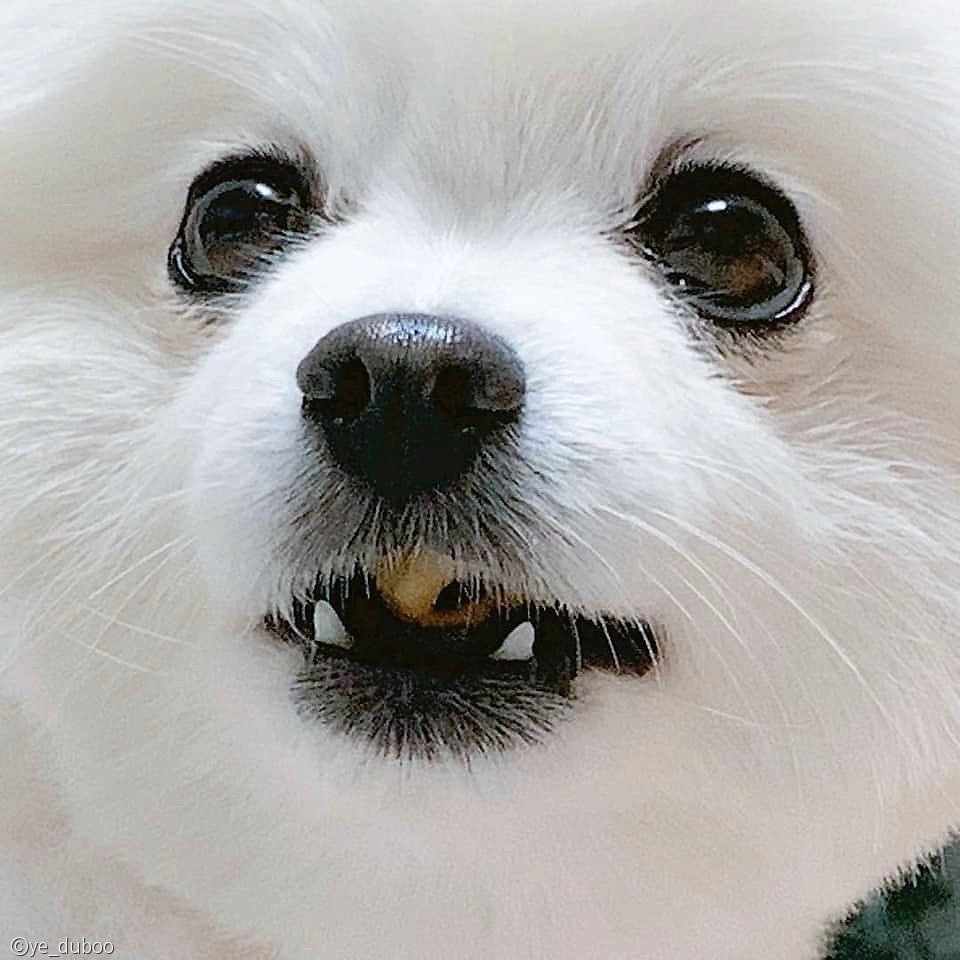 노트펫