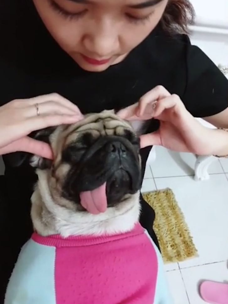 노트펫