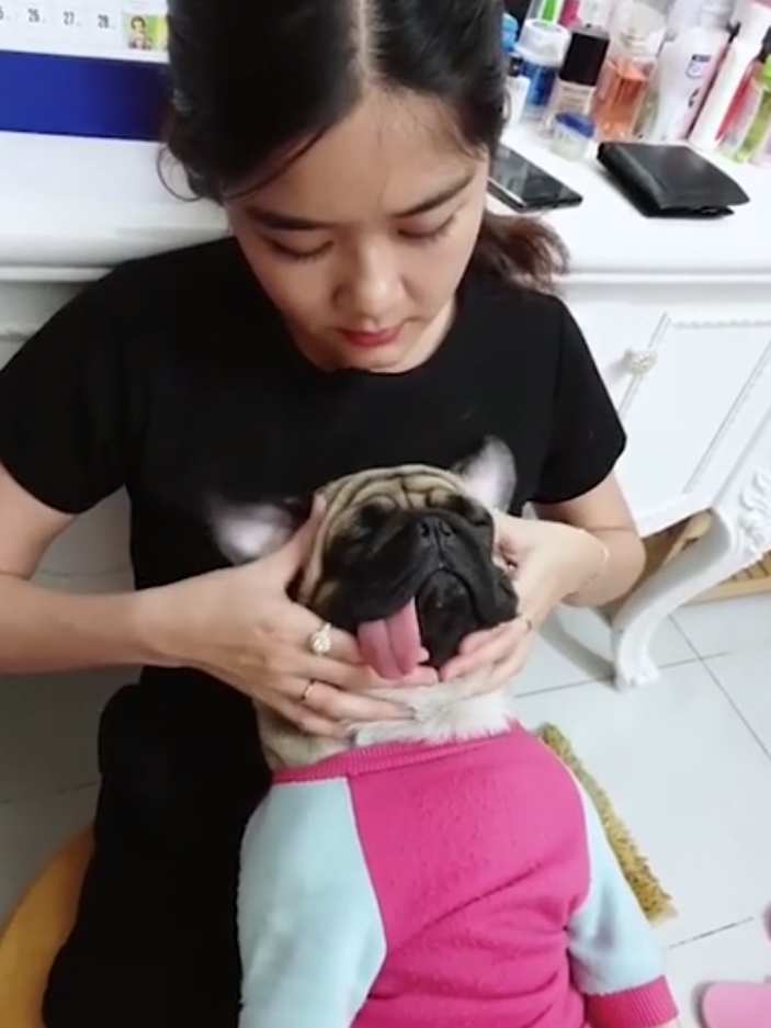 노트펫
