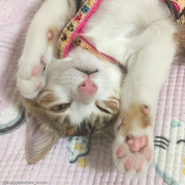 노트펫