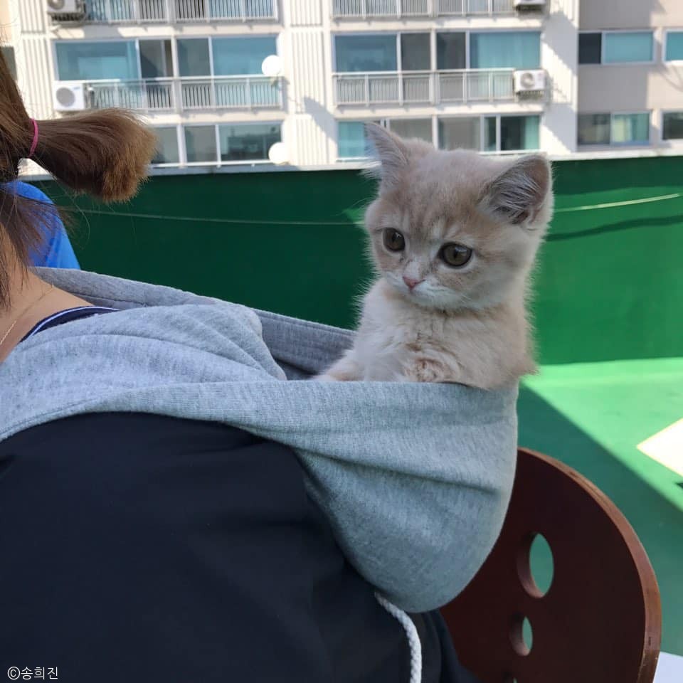 노트펫