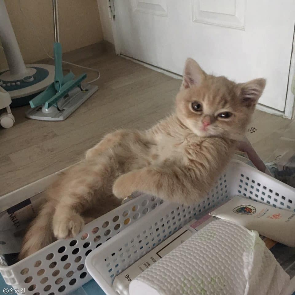 노트펫