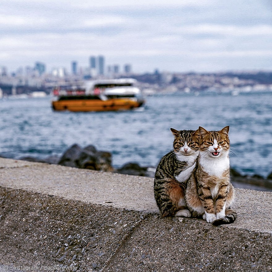 노트펫