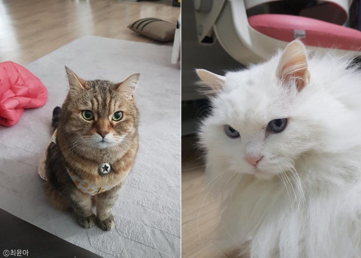 노트펫