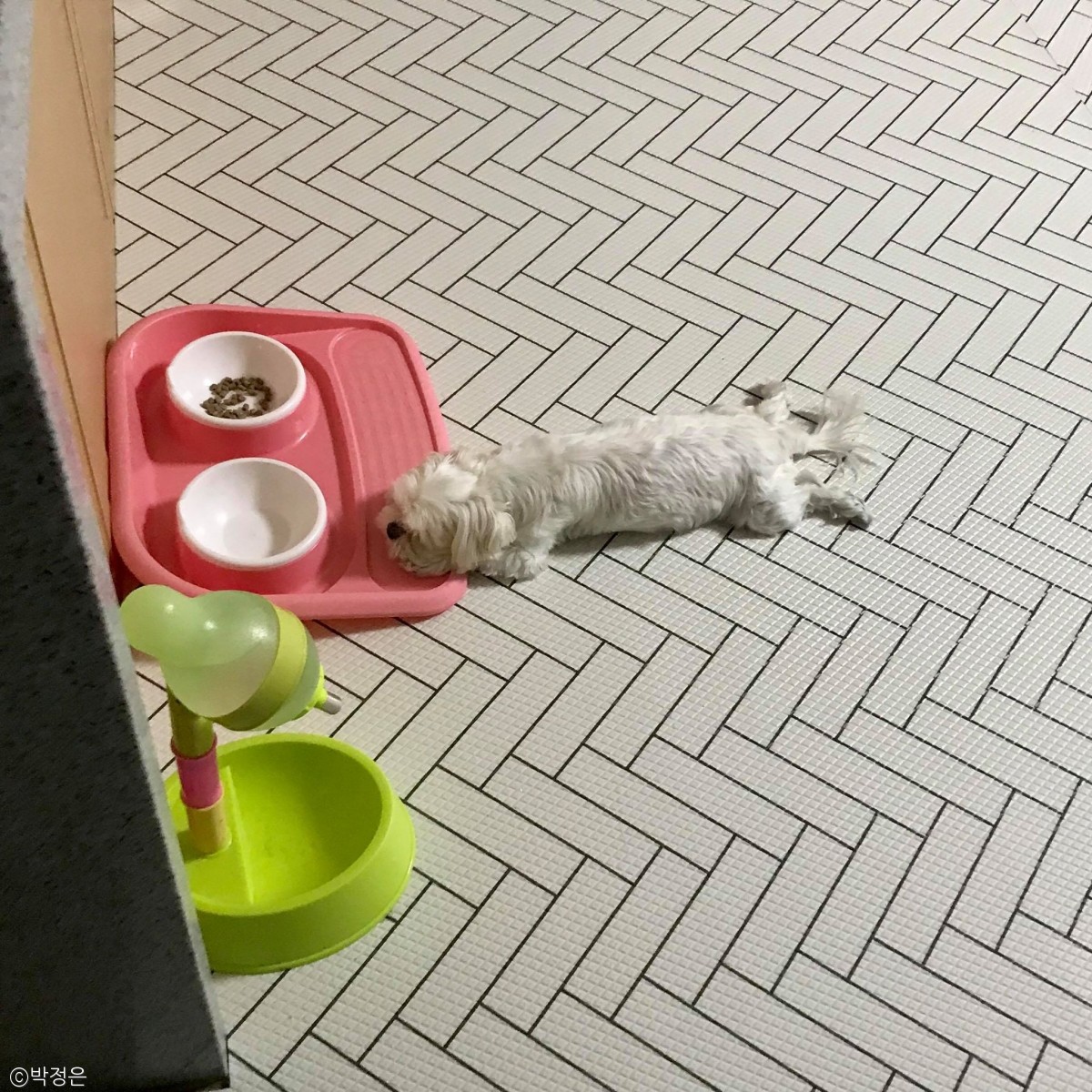 노트펫