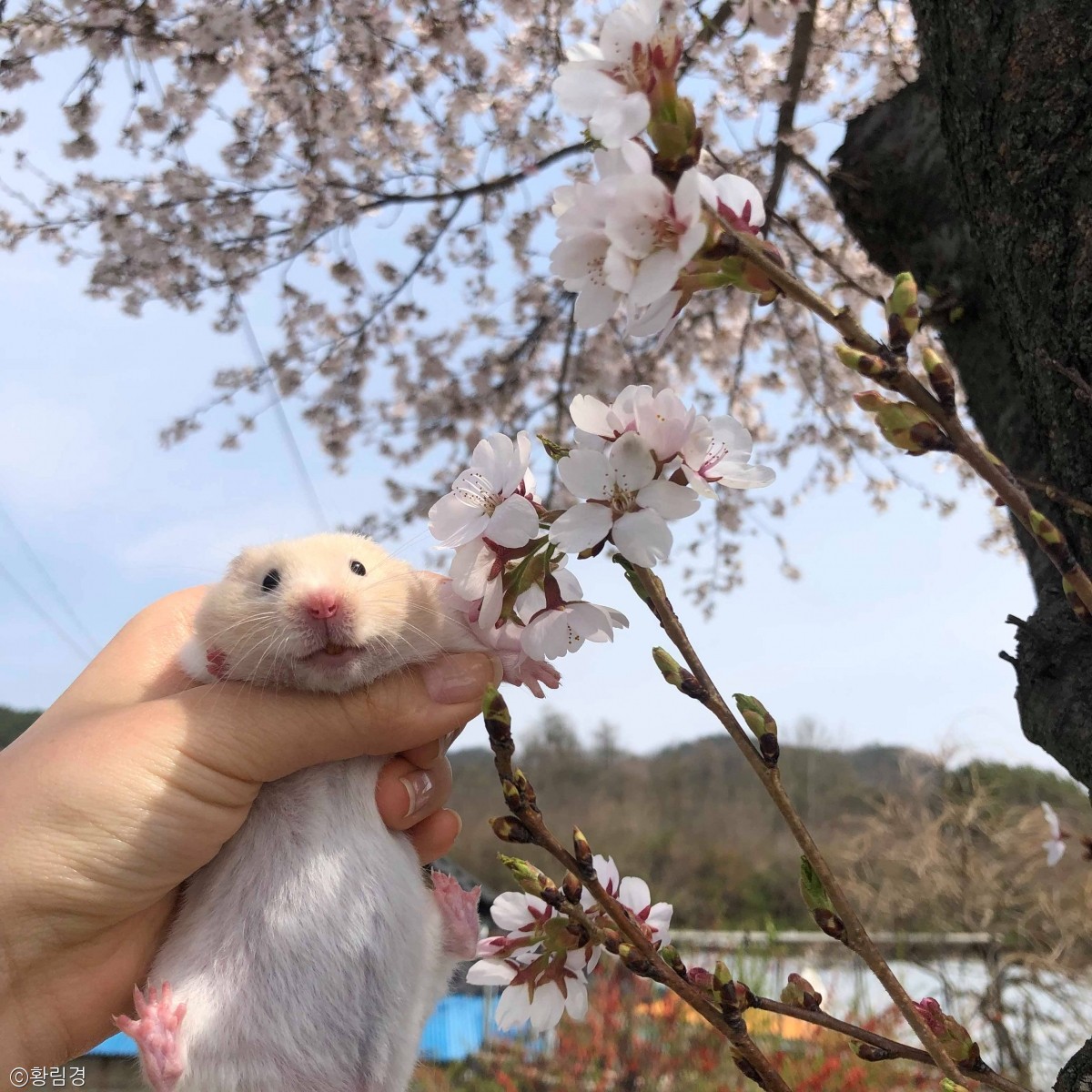 노트펫