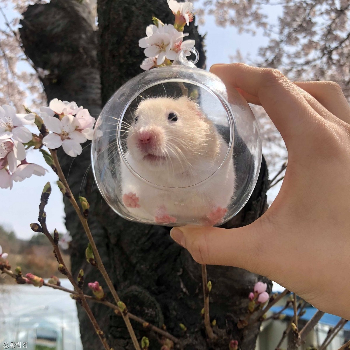 노트펫